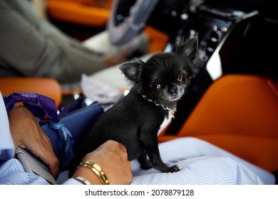 A Small Black Chihuahua Dog Sitting On His Lap In The Car