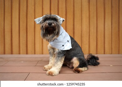 Small black color mix breed dog wearing grey color bandana sitting on the timber floor with timber background