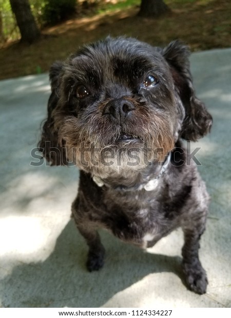 small black dog with curly hair