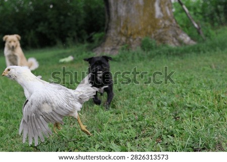 a small black dog chasing a light hen pullet while a medium brown dog watches on