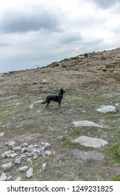 Small Black Dog Hiking Mountain In Jasper National Park.