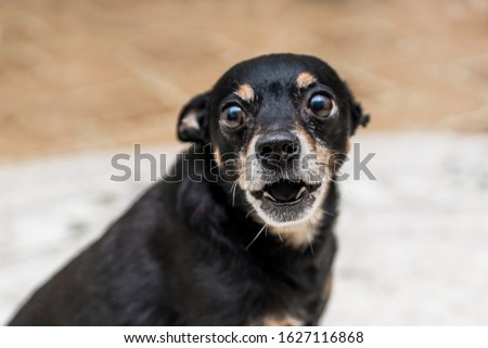 Similar – Look of a happy dog.