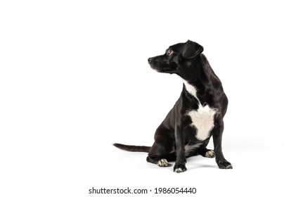 small black dog looking sideways isolated white background - Shutterstock ID 1986054440