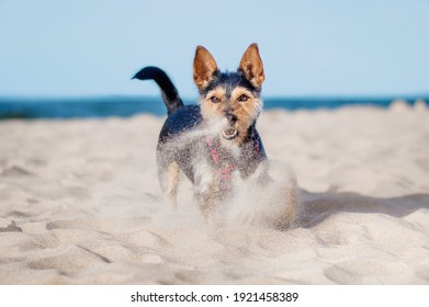 Small Black Dog Mutt Is Playing On The Beach In Summer