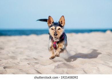 Small Black Dog Mutt Is Playing On The Beach In Summer