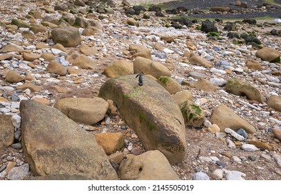 Small Black Dog Poo Bag Left On A Rock                    