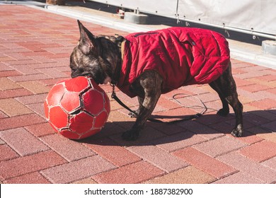 Small Black Dog In Red Jacket Playing With A Big Ball On The Brick Floor In A Sunny Day , Dog Outdoor Concept