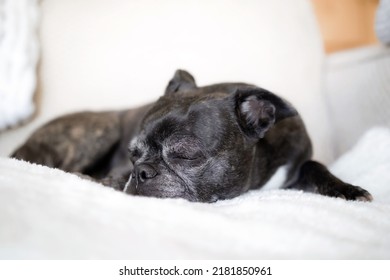 Small Black Dog Sleeping On Sofa. Front View Of Cute Short Hair Dog Lying On A Fluffy Blanket. Senior Dog With Greying Muzzle. 9 Years Old Female Boston Terrier Pug Mix. Selective Focus On Dog Nose.