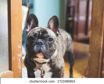 The  Small Black Dog Stand Near The Bite Mark On The Door And Looking Up ,  Young Brindle  French Bulldog Look At Something In The House.