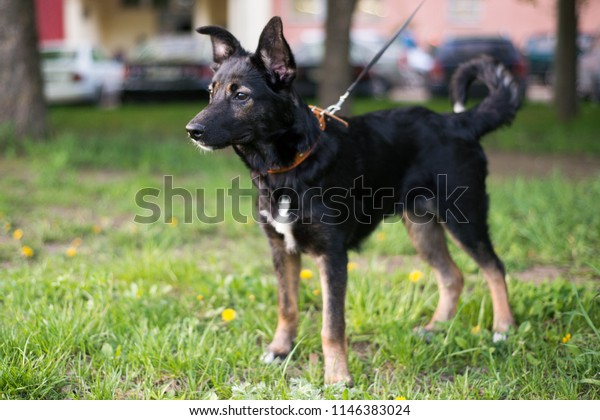 Small Black Dog White Spots Red Stock Photo Edit Now 1146383024