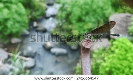 small black dragonfly on the rust metal metal stick of bride with river view as the background 