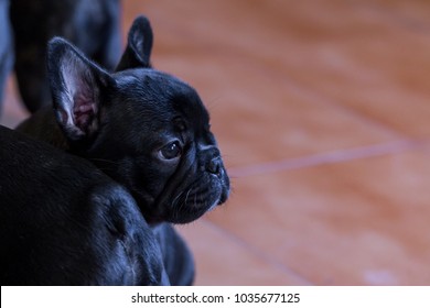 Small Black French Bulldog Puppy