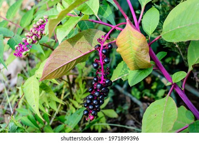 Poke Berry Images Stock Photos Vectors Shutterstock