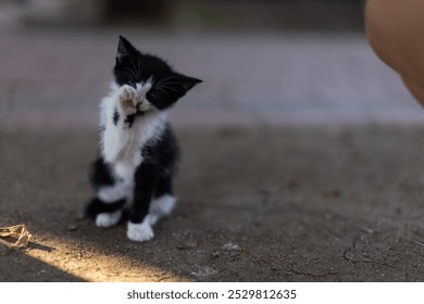 A Small black Gesture, Big Heart: Stray Kitten Waves Hi  - Powered by Shutterstock