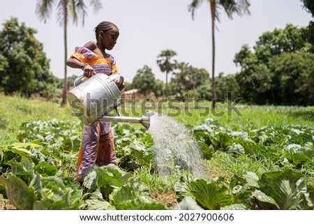 Small black girl with a big and heavy watering can irrigating cabbages in her father's smallholding in West Africa