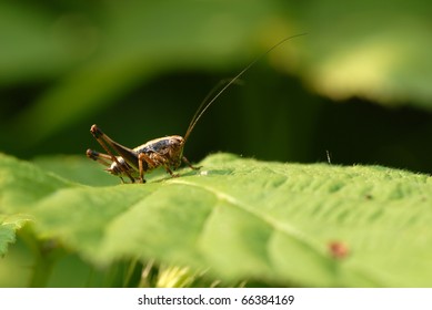 Mosquitoes Insects Mating On Green Leaf Stock Photo 202697230 ...