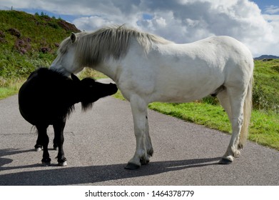 A Small Black Horse Befriends A Larger White Horse On A Scottish Highland Road