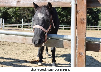 Small Black Horse In Korea And Beautiful
