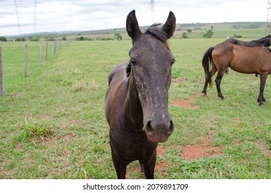 Small Black Horse In The Pasture In Close-up