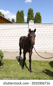 A Small Black Horse Stands And Looks Directly Into The Camera