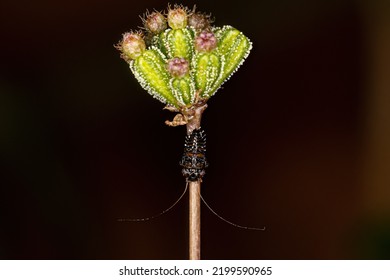 Small Black Insect Nymph With Long Antennae