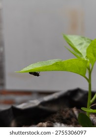  A small black insect, specifically a type of fly, positioned on the underside of a leaf.