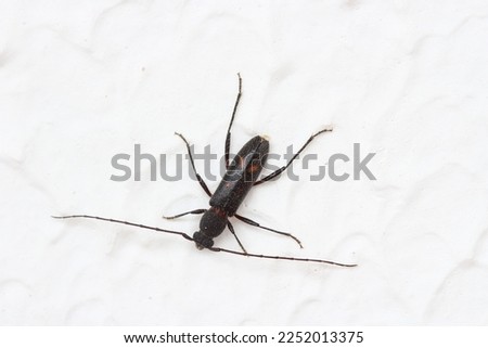 Small black insect with spots and large antellae on white background with space.
