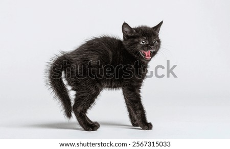 Small black kitten arching its back, hissing, and showing its teeth on a seamless white background