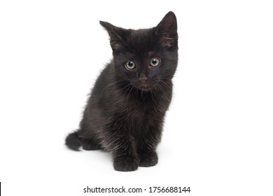 black little kitten