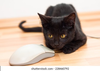 A small black kitten with a white computer mouse on a floor