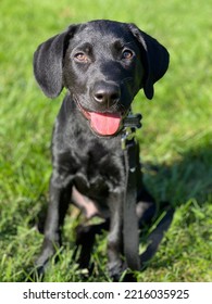 Small Black Lab Puppy Outside