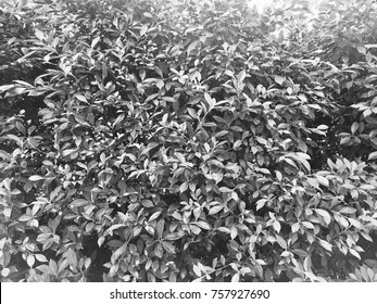 Small black leaf