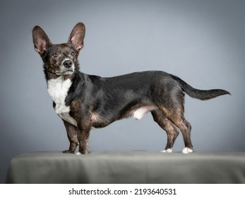 Small Black Mongrel Dog With White Standing