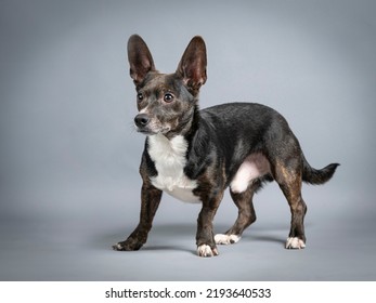 Small Black Mongrel Dog With White Standing