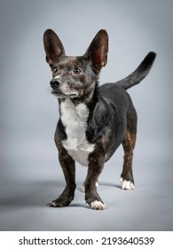 Small Black Mongrel Dog With White Standing