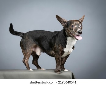 Small Black Mongrel Dog With White Standing