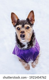 Small Black Mutt Dog In Clothes In Winter, Snow