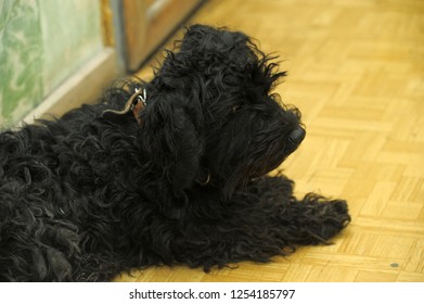 A Small Black Overgrown Dog With A Sad Look