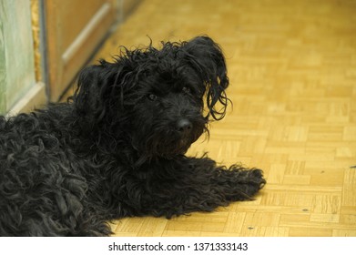 A Small Black Overgrown Dog With A Sad Look