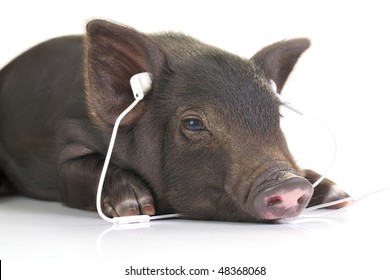 Small black pig lying down and listening to music through white headphones.