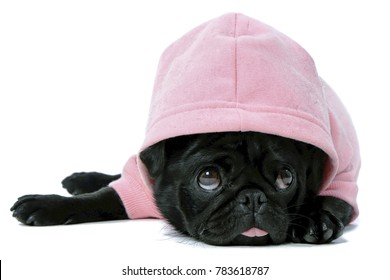 Small Black Pug Puppy Dog In Pink Clothes Isolated On White Background