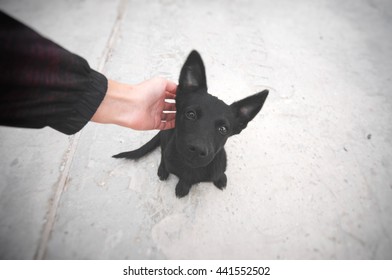 Small Black Puppy Sitting On A Road And Looking At Camera. Man Scratching A Dog. Pet And Human Friendship. Lost Or Homeless Cur Asking The Man For Help. Hungry Animal Asking For Food. 