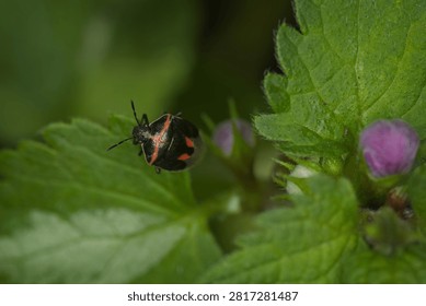 A small black and red bug on a green leaf next to a purple flower in a natural garden macro shot