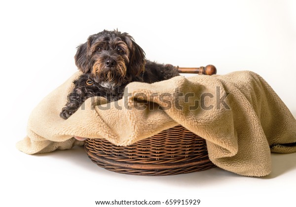 small down blanket for dog