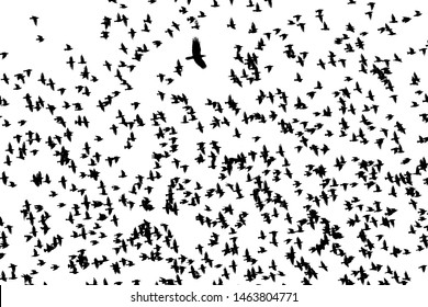 738 European starling flock silhouette Images, Stock Photos & Vectors ...