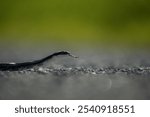 A small black snake atop a pavement surface