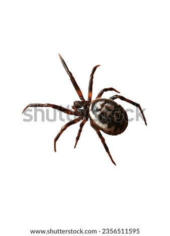 small black spider close up steatoda incomposita on white background isolate