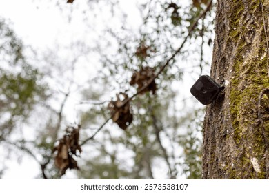 A small, black, square device is attached to the trunk of a tree. The tree has rough bark and some dead leaves. The background is a blurry forest canopy.