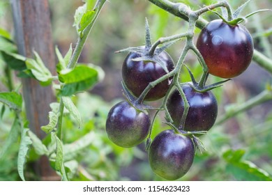 Small black tomatoes grow up in the garden - Shutterstock ID 1154623423