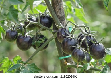 Small Black Tomatoes Grow On A Branch At An Organic Family Farm